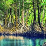 manglares los haitises tours