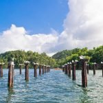 A cluster of Los Haitises wooden poles standing tall in the water, adorned with graceful birds.