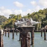 The Haitises National Park birds