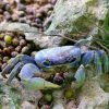 crab 1866