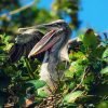 pelican in the nest booking adventures