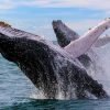 whale watching Private