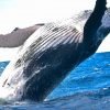 Whales Watching9