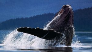 Osservazione delle balene22 1