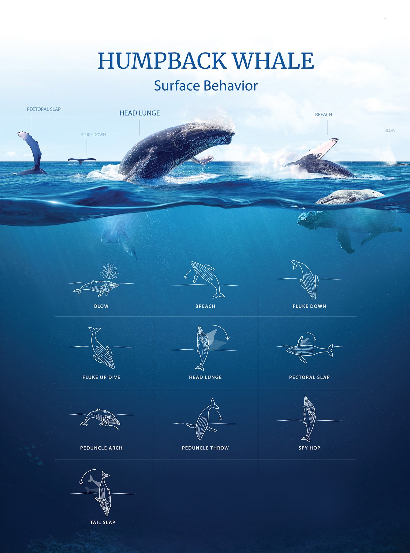 whale-miches-cover2 whale-miches-cover2