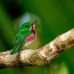 Antillean Mango Hummingbird scaled
