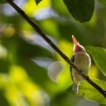 birding dominican republic - Bird watching