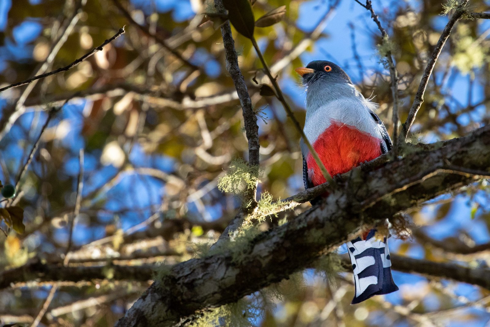 excursions bird watching tours dominican republic