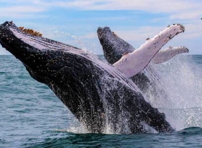 Whales-Watching8.jpg