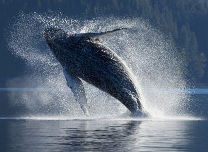 Whales-watching24.jpg