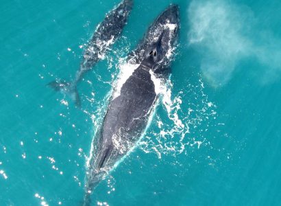 observação de baleias30.jpg