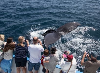 Whales-watching50.jpg