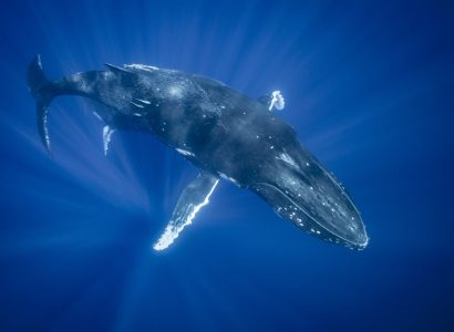bultrug walvis